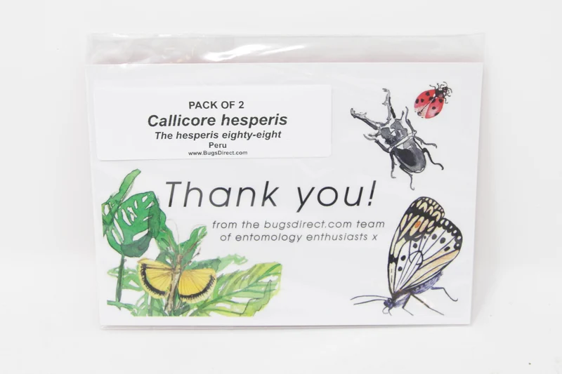 TWO (2) Callicore hesperis | The Hesperis Eighty-Eight | Dry-preserved Butterfly Specimens