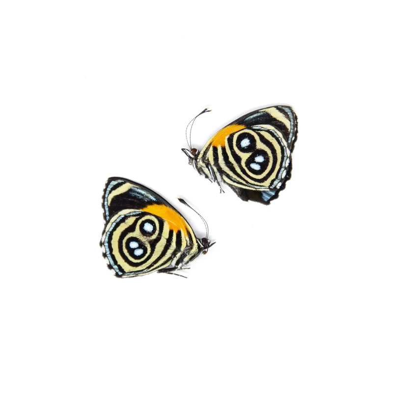 TWO (2) Callicore eunomia | The Eunomia Eighty-Eight | Dry-preserved Butterfly Specimens