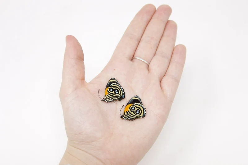 TWO (2) Callicore eunomia | The Eunomia Eighty-Eight | Dry-preserved Butterfly Specimens