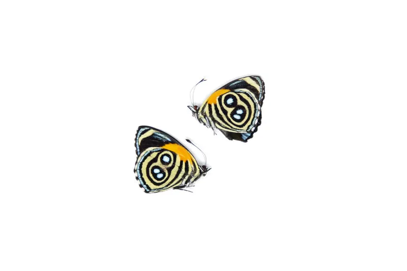 TWO (2) Callicore eunomia | The Eunomia Eighty-Eight | Dry-preserved Butterfly Specimens