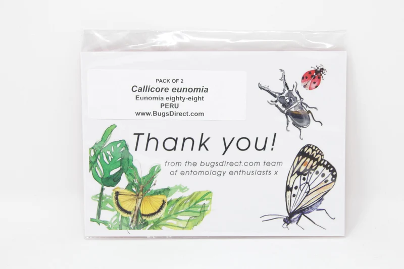 TWO (2) Callicore eunomia | The Eunomia Eighty-Eight | Dry-preserved Butterfly Specimens