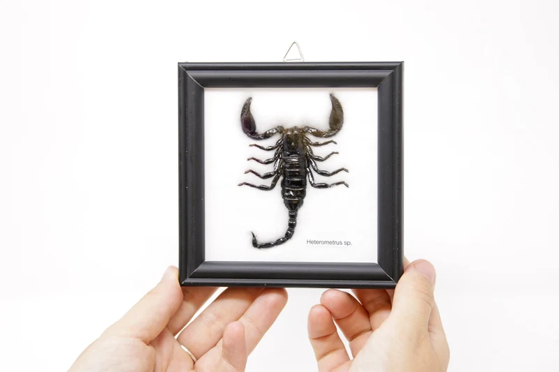 12 x Thai Black Forest Scorpions (Hetrometrus sp.) Wholesale Framed Specimens