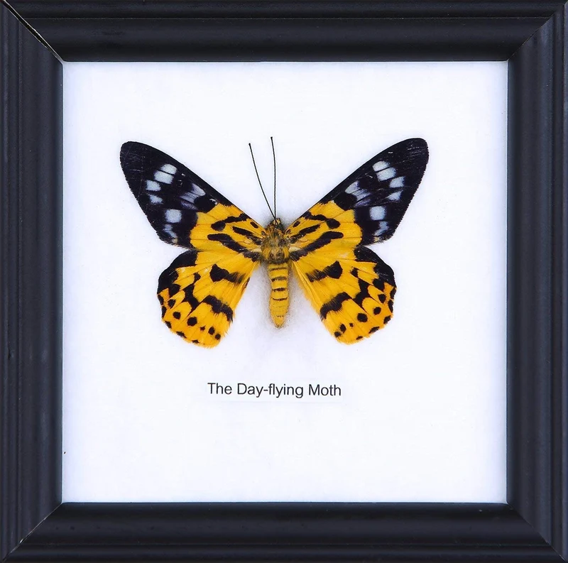 12 x The Day Flying Moth (Dysphania subrepleta) Wholesale Framed Specimens
