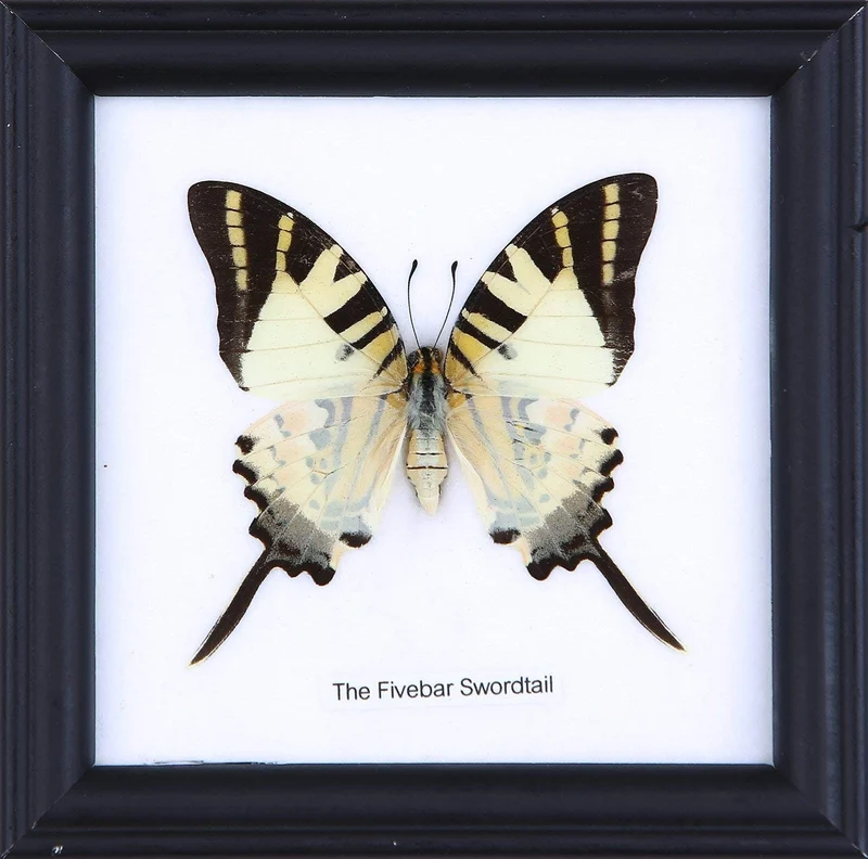 12 x The Five-bar Swordtail Butterfly (Graphium antiphates) Wholesale Framed Specimens
