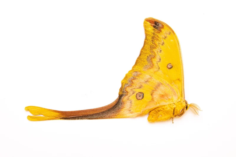 Rare Giant Silk Moth (Actias groenendaeli acutapex) INDONESIA, A1/A1- Yellow MOON-MOTH Specimen
