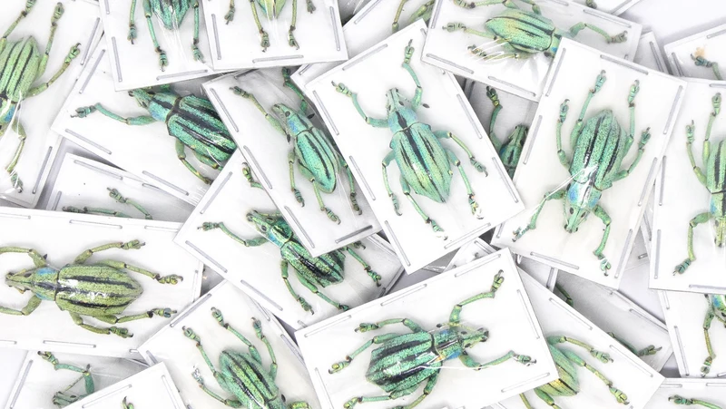 10 Eupholus cuvieri Beetle Specimen | A1 Quality | Dry-Preserved CURCULIONIDAE (wholesale)