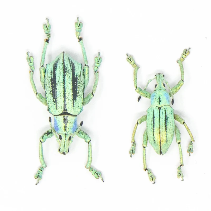 10 Eupholus cuvieri Beetle Specimen | A1 Quality | Dry-Preserved CURCULIONIDAE (wholesale)