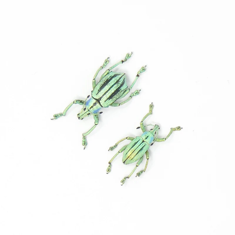 10 Eupholus cuvieri Beetle Specimen | A1 Quality | Dry-Preserved CURCULIONIDAE (wholesale)