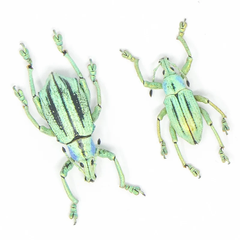 10 Eupholus cuvieri Beetle Specimen | A1 Quality | Dry-Preserved CURCULIONIDAE (wholesale)