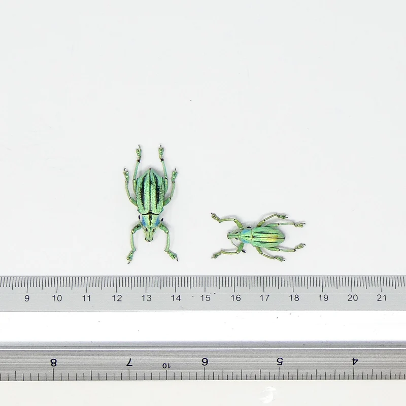 10 Eupholus cuvieri Beetle Specimen | A1 Quality | Dry-Preserved CURCULIONIDAE (wholesale)