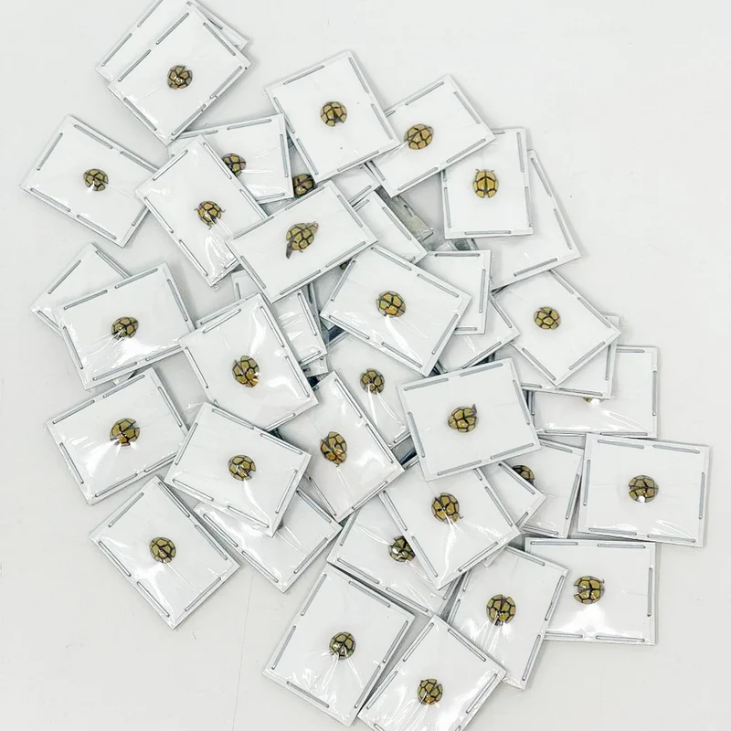 FIVE (5) Netty Ladybird (Heteroneda billardieri) Small Ladybugs from Indonesia, A1 Real Entomology Specimens