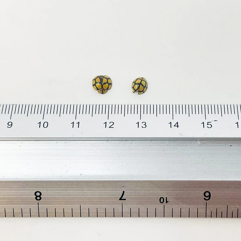 FIVE (5) Netty Ladybird (Heteroneda billardieri) Small Ladybugs from Indonesia, A1 Real Entomology Specimens