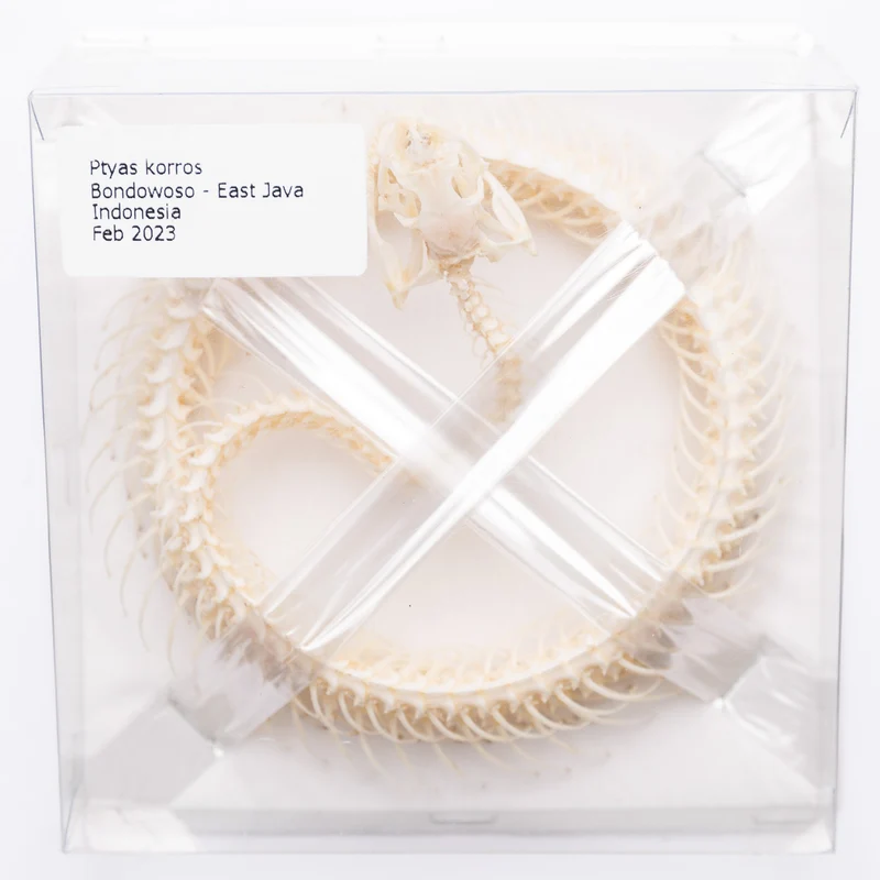 Indo-Chinese Rat Snake COILED Skeleton (Ptyas korros) A1 Specimen