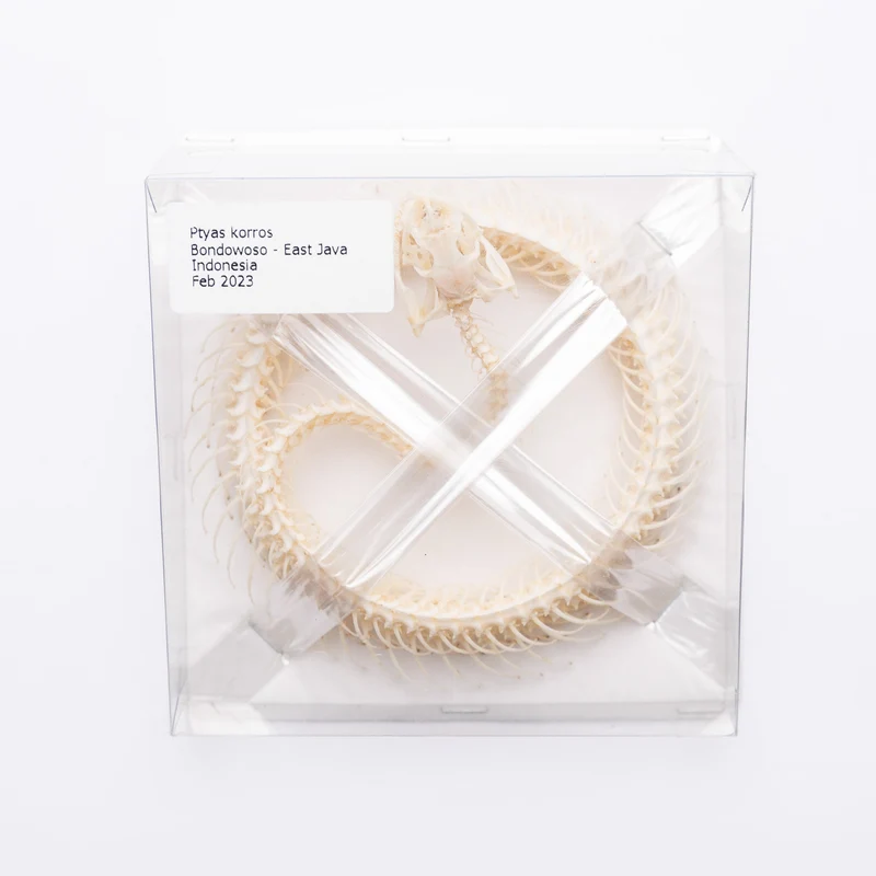 Indo-Chinese Rat Snake COILED Skeleton (Ptyas korros) A1 Specimen