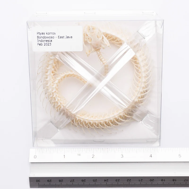Indo-Chinese Rat Snake COILED Skeleton (Ptyas korros) A1 Specimen