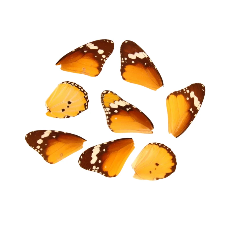 10 African Monarch Butterfly Loose Wings (Danaus chrysippus) Real Wings for Artistic Creation