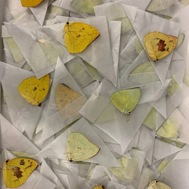 Lot of 100 Lemon Emigrant Butterflies (Catopsilia pomona) | A1 Unmounted Specimens – Wholesale