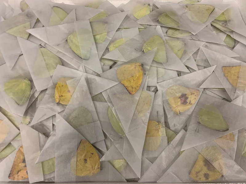 Lot of 100 Lemon Emigrant Butterflies (Catopsilia pomona) | A1 Unmounted Specimens – Wholesale