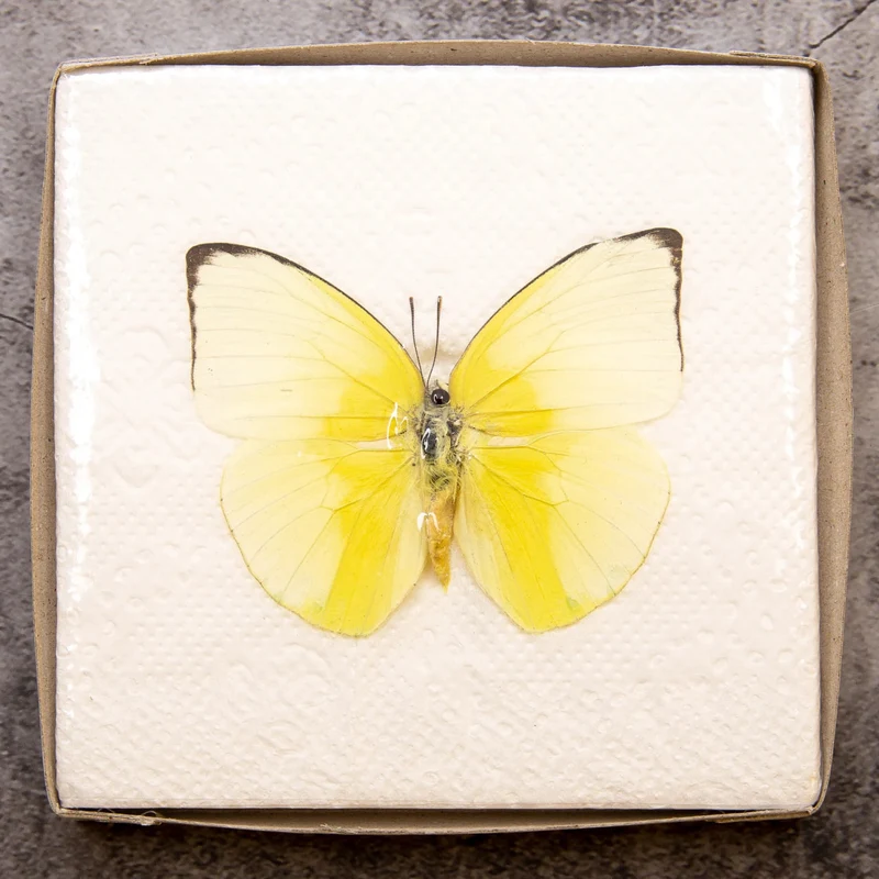 Lot of 100 Lemon Emigrant Butterflies (Catopsilia pomona) | A1 Unmounted Specimens – Wholesale