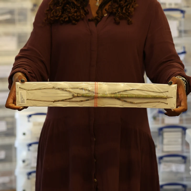 Very Large Stick Insect (Nesiophasma sananaense) A1 Entomology Specimens