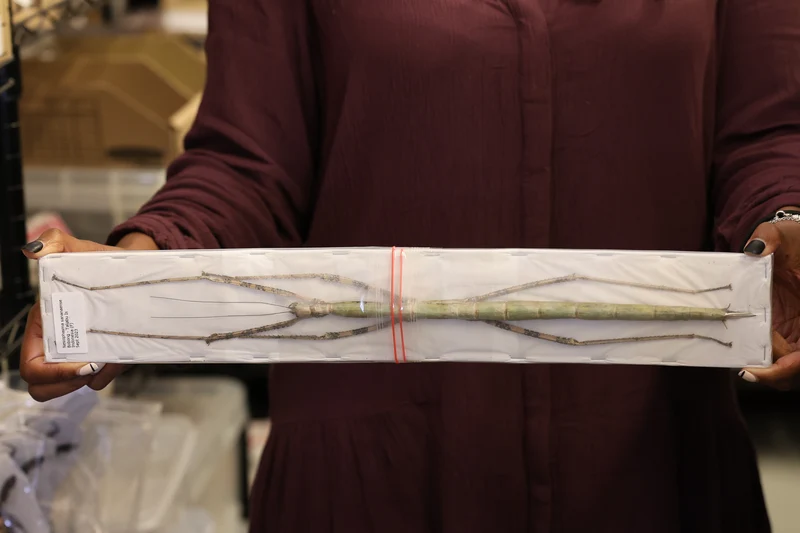 Very Large Stick Insect (Nesiophasma sananaense) A1 Entomology Specimens