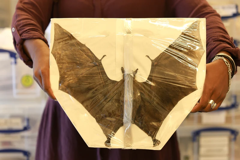 Leschenault’s Rousette Megabat (Rousettus leschenaultii) 14 INCH WINGSPAN SPREAD Preserved Study Specimen (Non-CITES)