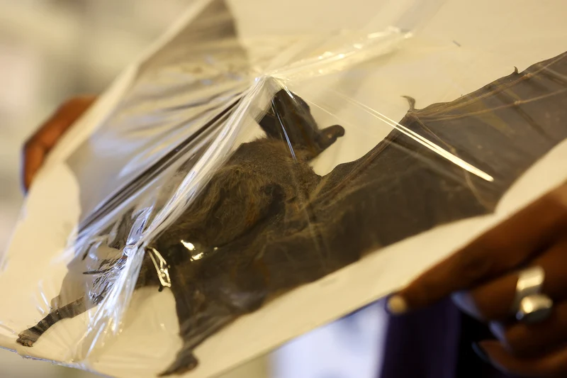 Leschenault’s Rousette Megabat (Rousettus leschenaultii) 14 INCH WINGSPAN SPREAD Preserved Study Specimen (Non-CITES)