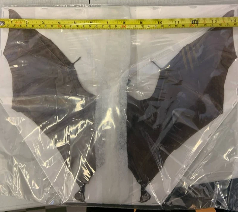 Leschenault’s Rousette Megabat (Rousettus leschenaultii) 14 INCH WINGSPAN SPREAD Preserved Study Specimen (Non-CITES)