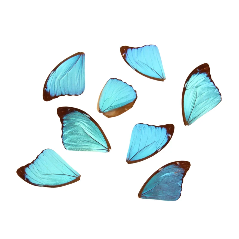 10 Blue Morpho Loose Butterfly Wings (Morpho didius) Real Wings for Artistic Creation