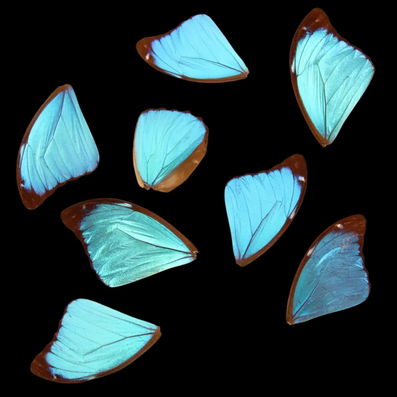 10 Blue Morpho Loose Butterfly Wings (Morpho didius) Real Wings for Artistic Creation