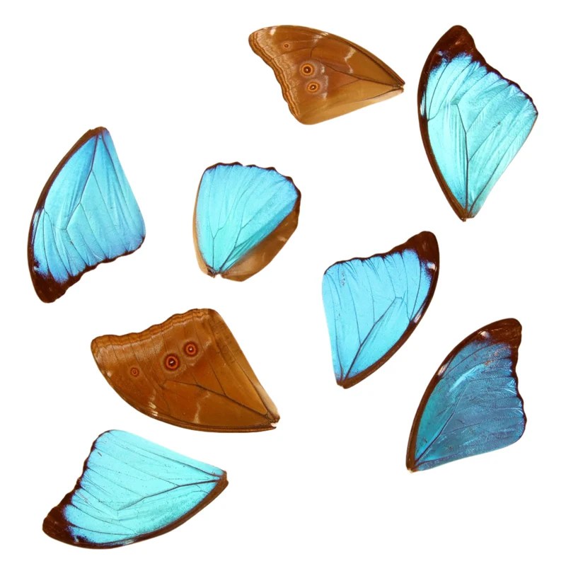 10 Blue Morpho Loose Butterfly Wings (Morpho didius) Real Wings for Artistic Creation