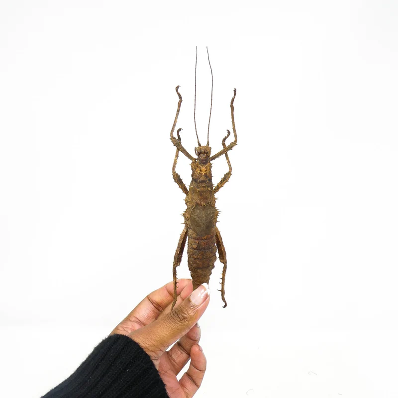 Borneo Giant Thorny Stick Insect (Haaniella echinata) | A1 Female Entomology Specimen