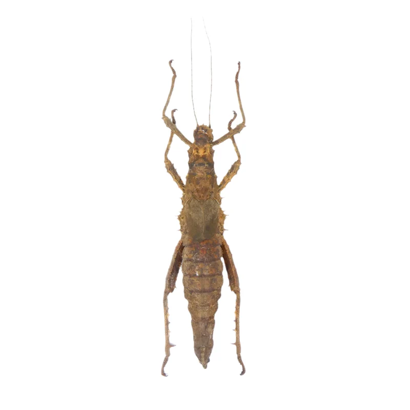 Borneo Giant Thorny Stick Insect (Haaniella echinata) | A1 Female Entomology Specimen