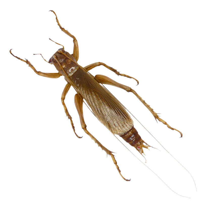 Predatory Cricket (Sia ferox) Indonesia, A1 Entomology Specimens