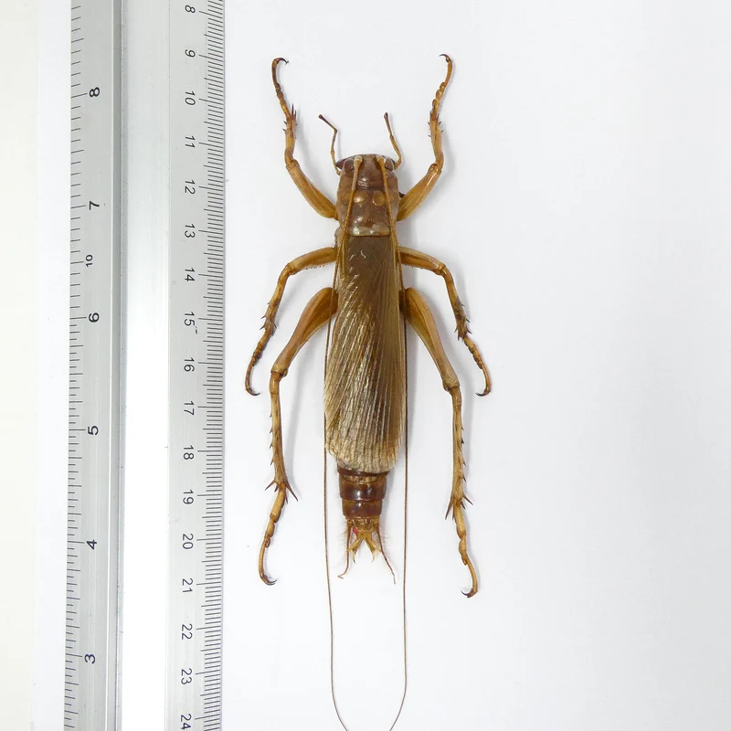 Predatory Cricket (Sia ferox) Indonesia, A1 Entomology Specimens
