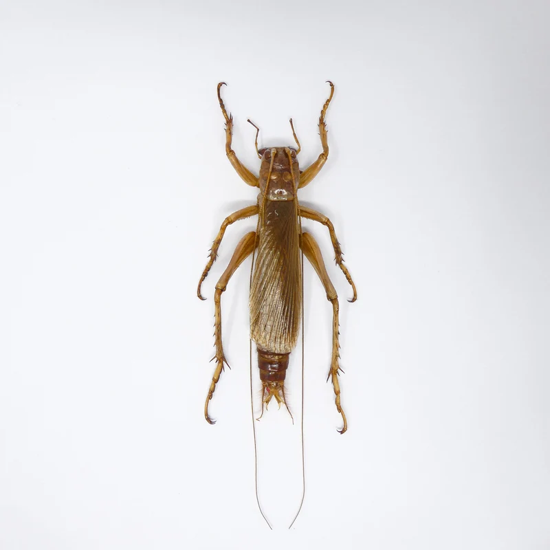 Predatory Cricket (Sia ferox) Indonesia, A1 Entomology Specimens