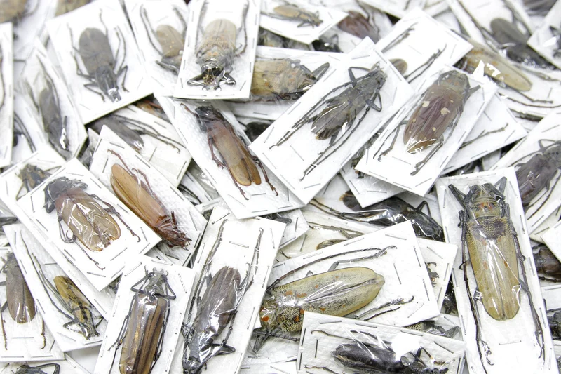 Long-Horned Beetles Pair Large 60-90mm | Mixed Species | Thailand & Indonesia Specimens