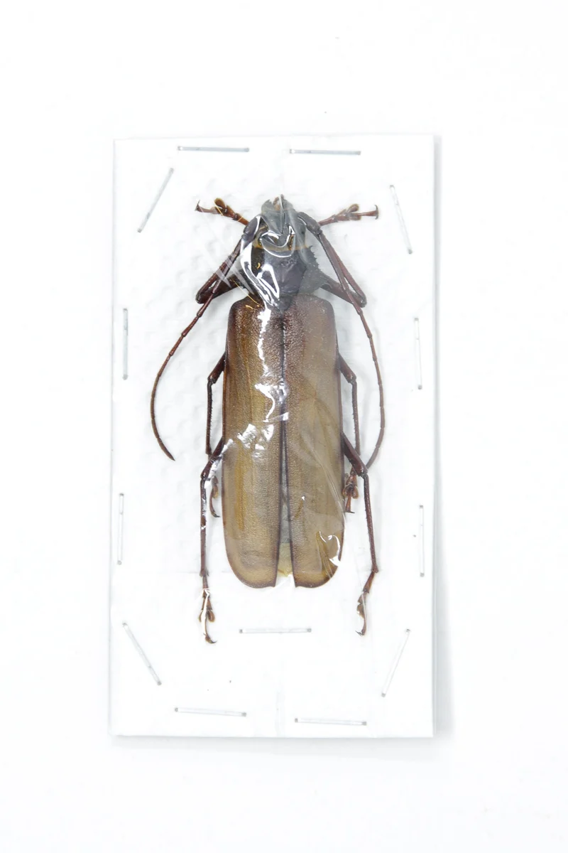 Long-Horned Beetles Pair Large 60-90mm | Mixed Species | Thailand & Indonesia Specimens
