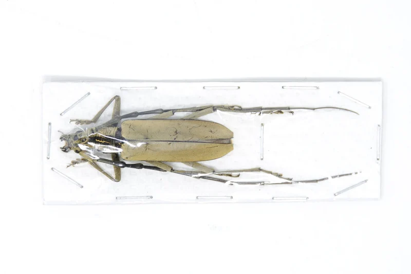Long-Horned Beetles Pair Large 60-90mm | Mixed Species | Thailand & Indonesia Specimens