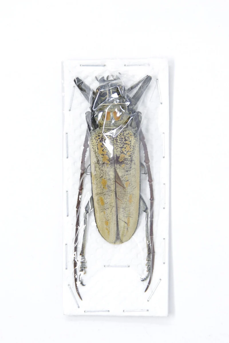 Long-Horned Beetles Pair Large 60-90mm | Mixed Species | Thailand & Indonesia Specimens