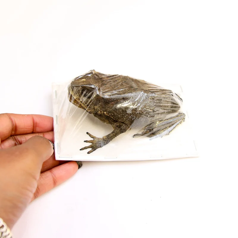 Lot of 5 Asian Black-spined Toad (Duttaphrynus melanostictus) Dry-preserved Taxidermy Specimen Wholesale