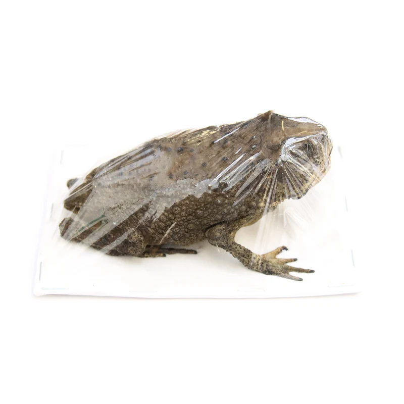 Lot of 5 Asian Black-spined Toad (Duttaphrynus melanostictus) Dry-preserved Taxidermy Specimen Wholesale