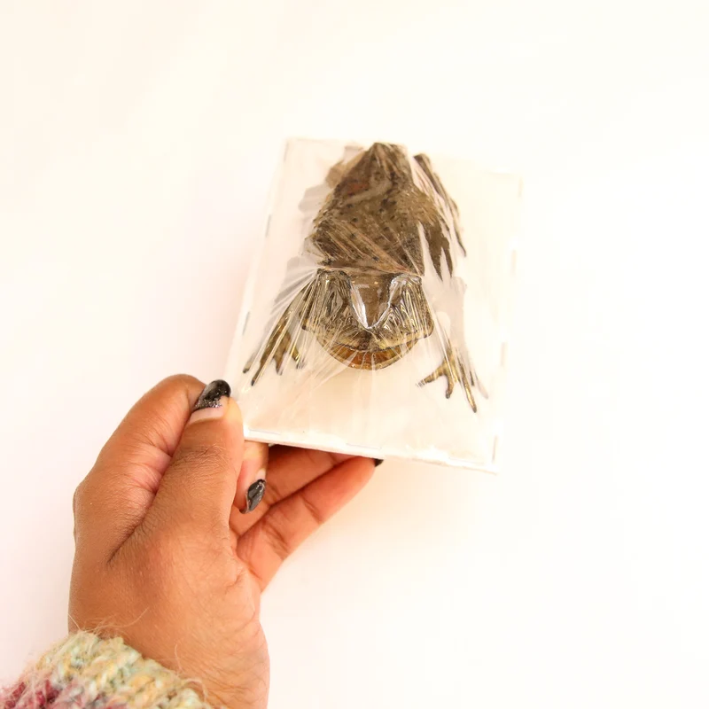 Lot of 5 Asian Black-spined Toad (Duttaphrynus melanostictus) Dry-preserved Taxidermy Specimen Wholesale