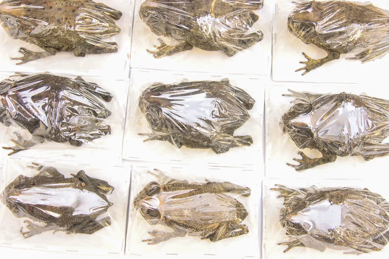 Lot of 5 Asian Black-spined Toad (Duttaphrynus melanostictus) Dry-preserved Taxidermy Specimen Wholesale