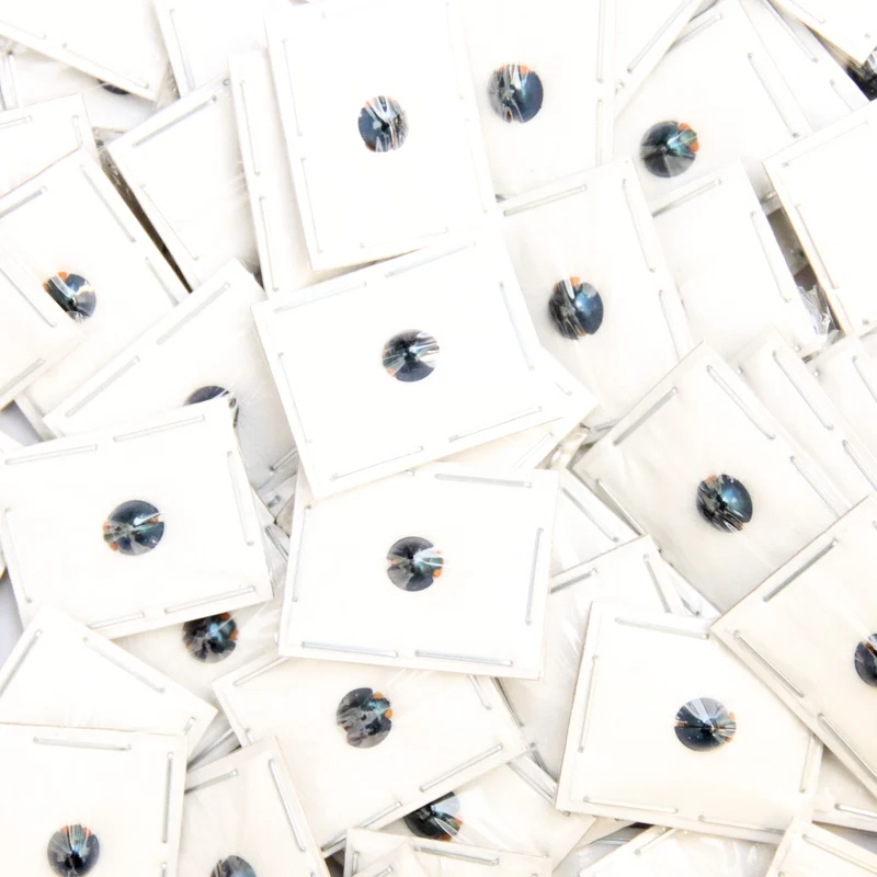 FIVE (5) Steelblue Ladybirds (Halmus chalybeus) A1 Entomology Specimens