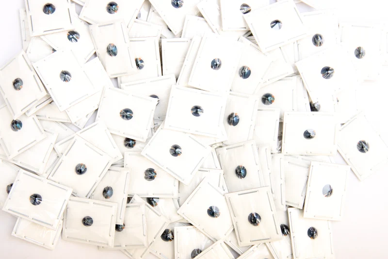 FIVE (5) Steelblue Ladybirds (Halmus chalybeus) A1 Entomology Specimens