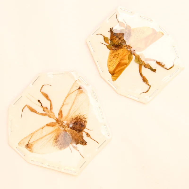 1 x Ghost Mantis (Phyllocrania paraxoxa) Madagascar, Praying Mantid Spread Specimens