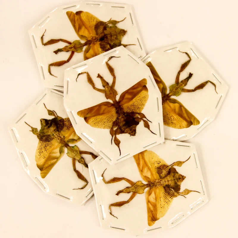 1 x Ghost Mantis (Phyllocrania paraxoxa) Madagascar, Praying Mantid Spread Specimens