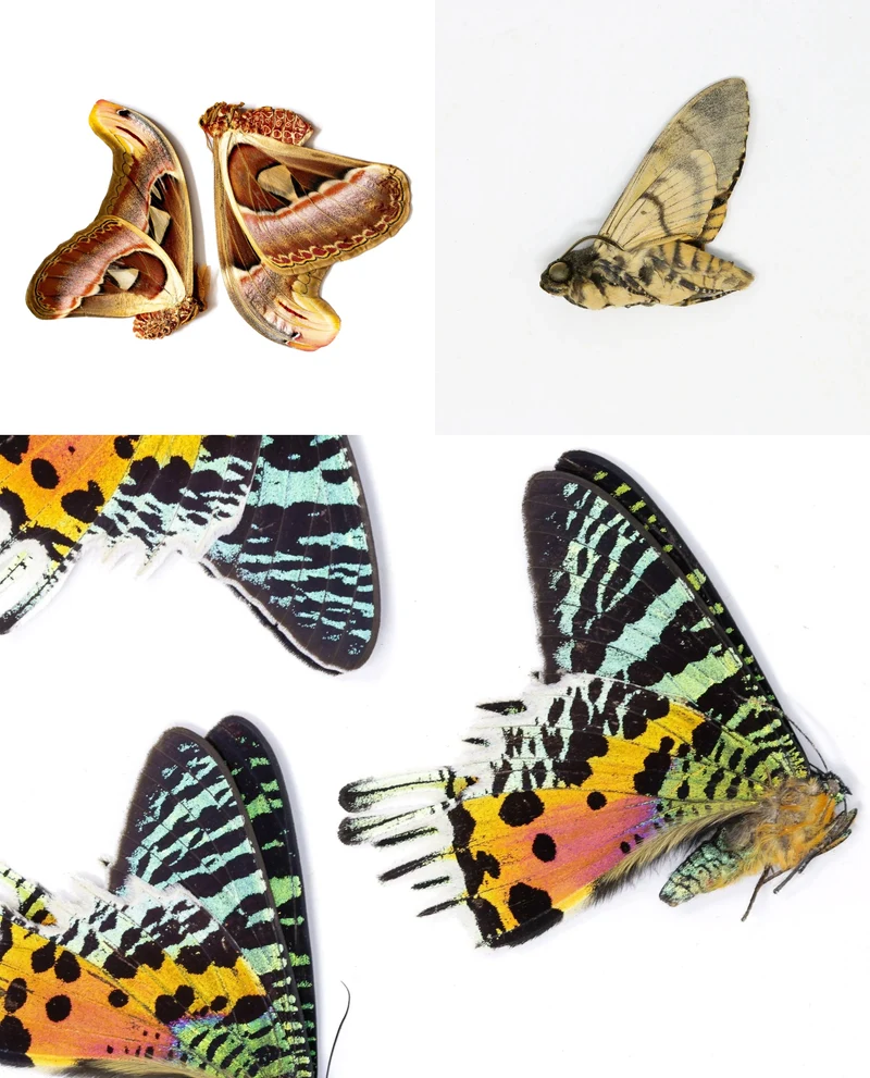 Tropical Moths Special Collection | 5 A1 Unmounted Specimens | Atlas, Sunset & Deaths Head Moths