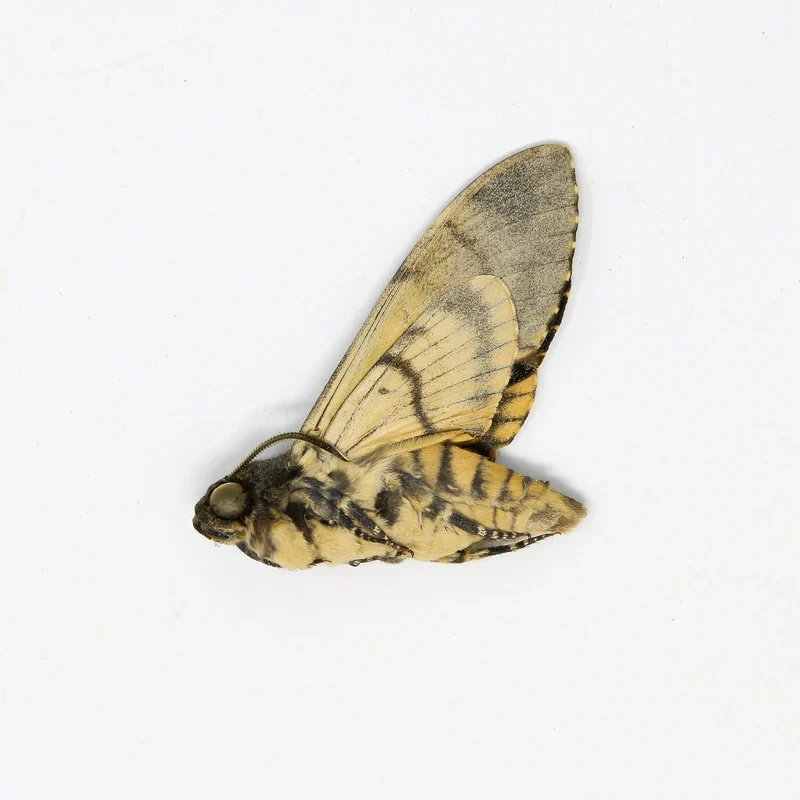 Tropical Moths Special Collection | 5 A1 Unmounted Specimens | Atlas, Sunset & Deaths Head Moths